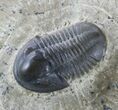 Gerastos Trilobite - Jorf, Morocco #45306-1